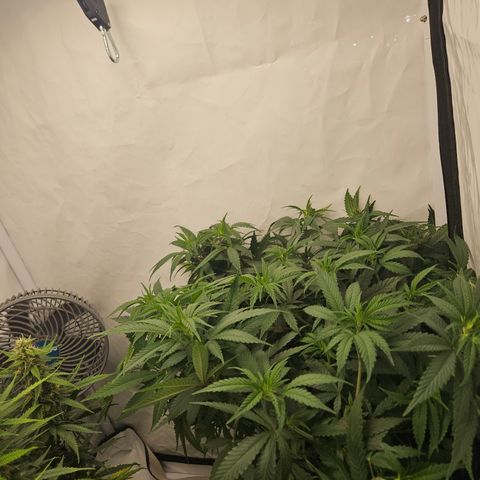Ice Cream Cake growlog timeline photo