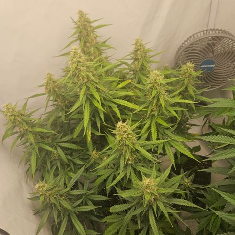 Ice Cream Cake Automatic growlog timeline photo