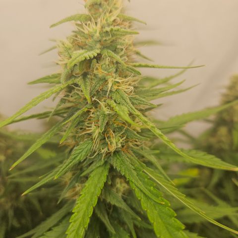 Ice Cream Cake Automatic growlog timeline photo