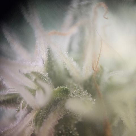 Ice Cream Cake Automatic growlog timeline photo