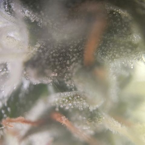 Ice Cream Cake Automatic growlog timeline photo