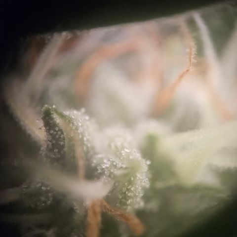 Ice Cream Cake Automatic growlog timeline photo