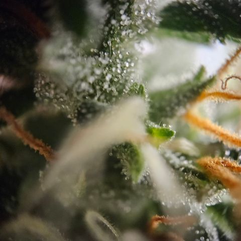 Ice Cream Cake Automatic growlog timeline photo