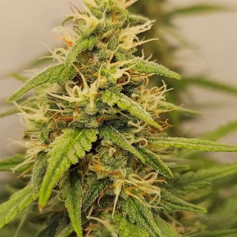 Ice Cream Cake Automatic growlog timeline photo