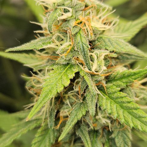 Ice Cream Cake Automatic growlog timeline photo