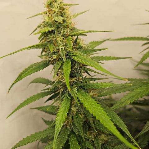 Ice Cream Cake Automatic growlog timeline photo