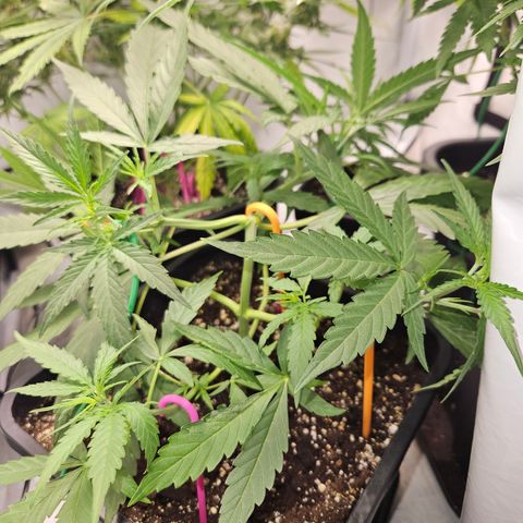 Krüppel Watermelon Candy F1 Automatic growlog timeline photo
