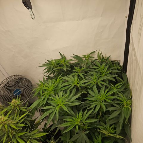 Ice Cream Cake growlog timeline photo