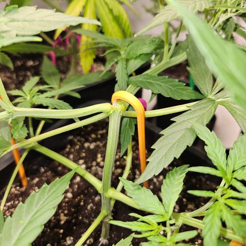 Krüppel Watermelon Candy F1 Automatic growlog timeline photo
