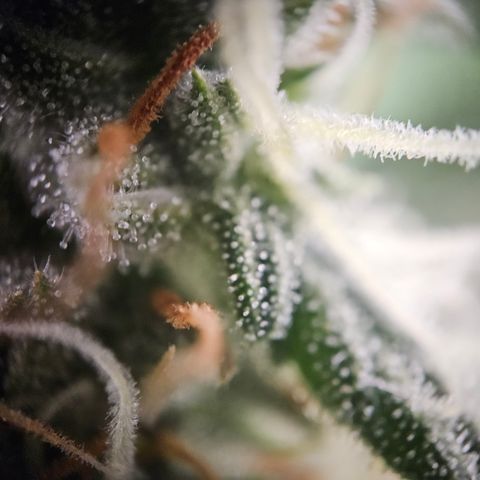 Ice Cream Cake Automatic growlog timeline photo