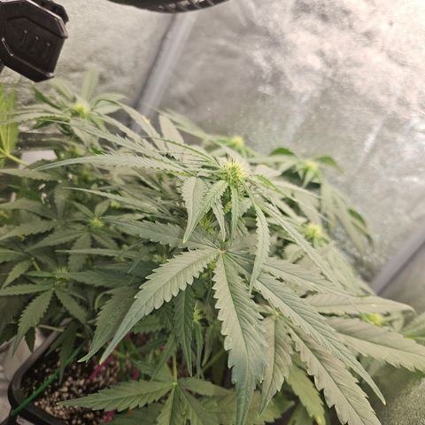 Amnesia Haze Automatic growlog timeline photo