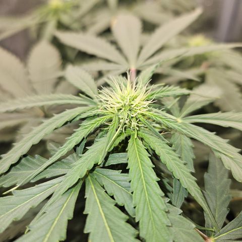 Amnesia Haze Automatic growlog timeline photo