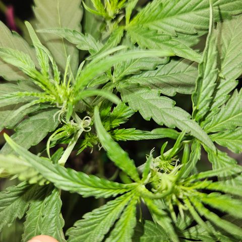 Krüppel Watermelon Candy F1 Automatic growlog timeline photo
