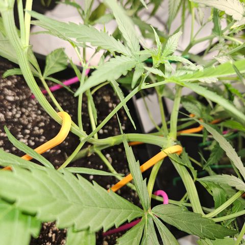 Krüppel Watermelon Candy F1 Automatic growlog timeline photo