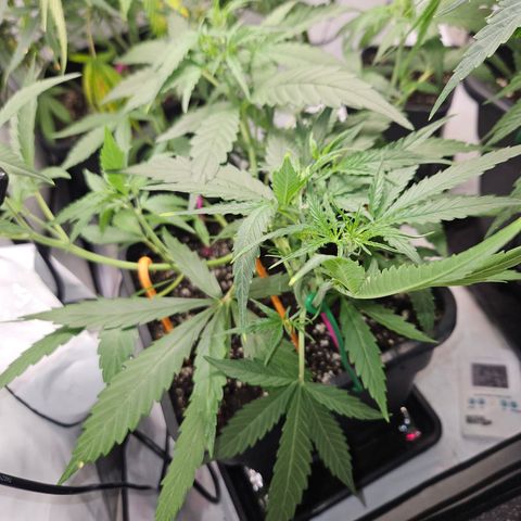 Krüppel Watermelon Candy F1 Automatic growlog timeline photo