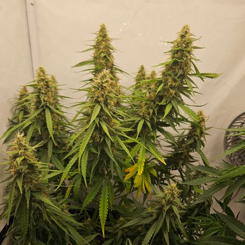 Ice Cream Cake Automatic growlog timeline photo
