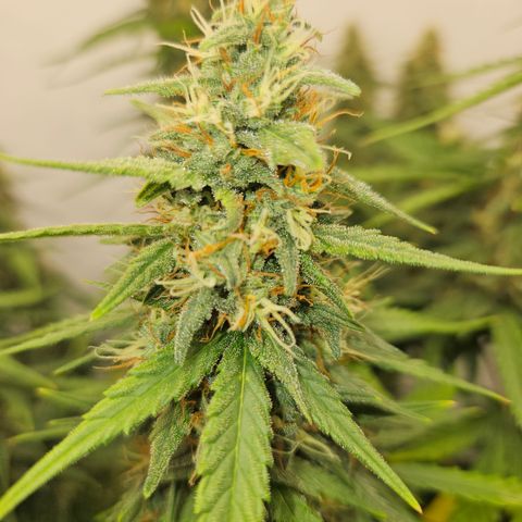 Ice Cream Cake Automatic growlog timeline photo