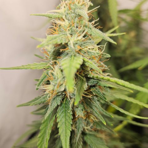 Ice Cream Cake Automatic growlog timeline photo