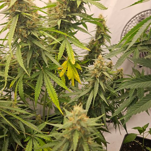 Ice Cream Cake Automatic growlog timeline photo