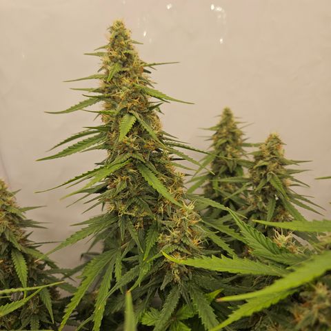Ice Cream Cake Automatic growlog timeline photo