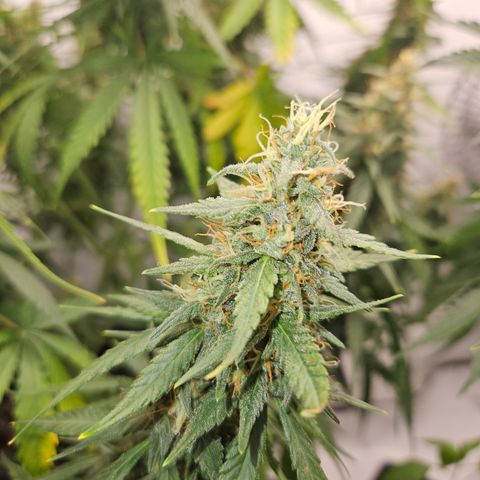 Ice Cream Cake Automatic growlog timeline photo