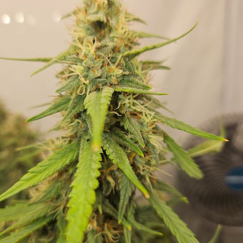 Ice Cream Cake Automatic growlog timeline photo