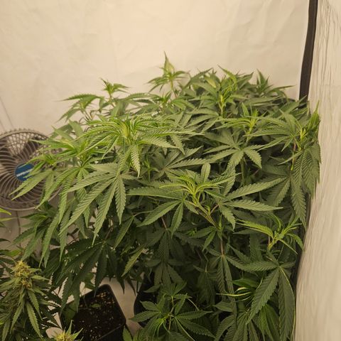 Ice Cream Cake growlog timeline photo