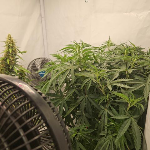 Ice Cream Cake growlog timeline photo