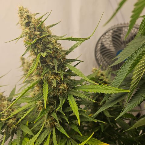 Ice Cream Cake Automatic growlog timeline photo