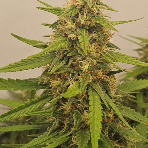 Ice Cream Cake Automatic growlog timeline photo