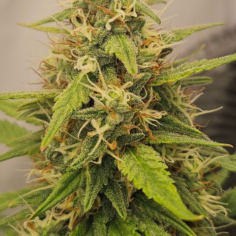 Ice Cream Cake Automatic growlog timeline photo