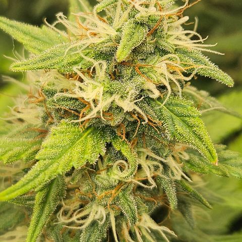 Ice Cream Cake Automatic growlog timeline photo