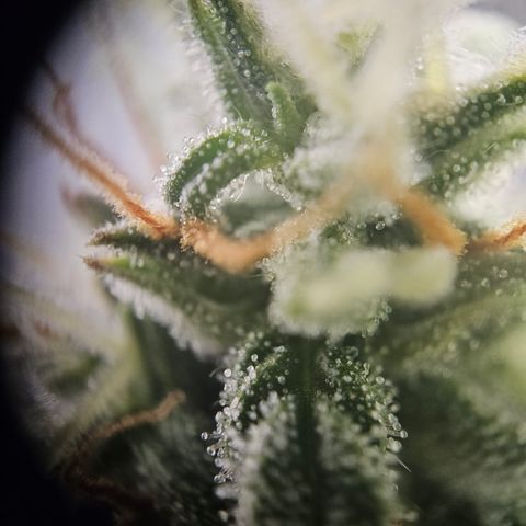 Ice Cream Cake Automatic growlog timeline photo