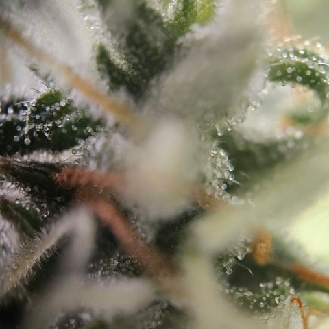 Ice Cream Cake Automatic growlog timeline photo