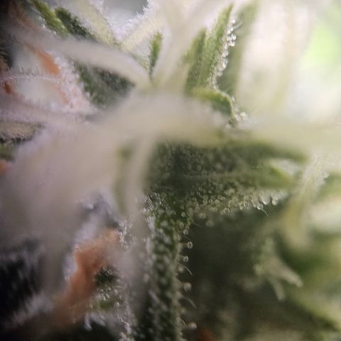 Ice Cream Cake Automatic growlog timeline photo