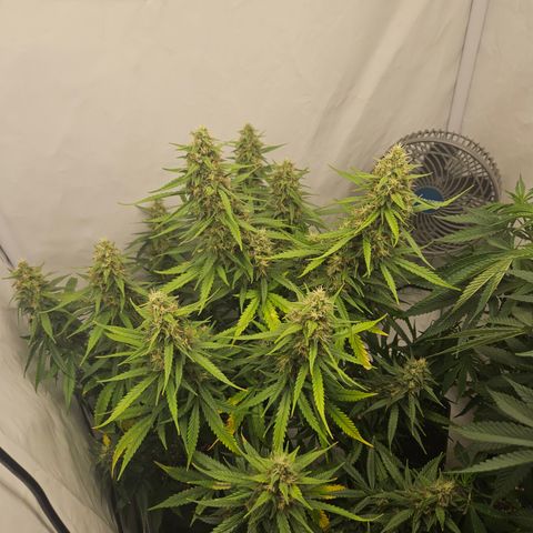 Ice Cream Cake Automatic growlog timeline photo