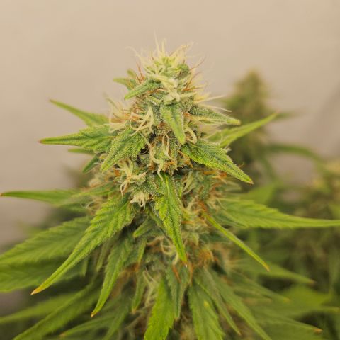 Ice Cream Cake Automatic growlog timeline photo