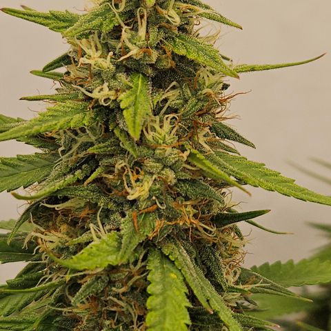 Ice Cream Cake Automatic growlog timeline photo