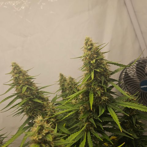 Ice Cream Cake Automatic growlog timeline photo