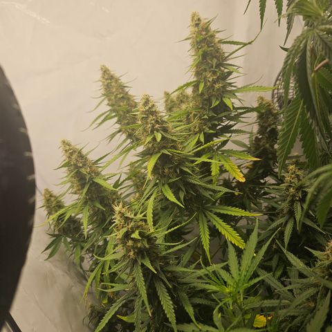 Ice Cream Cake Automatic growlog timeline photo
