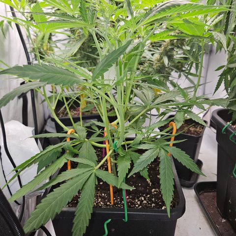 Krüppel Watermelon Candy F1 Automatic growlog timeline photo