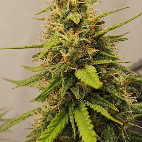 Ice Cream Cake Automatic growlog timeline photo
