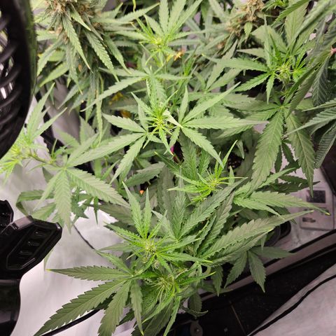 Krüppel Watermelon Candy F1 Automatic growlog timeline photo