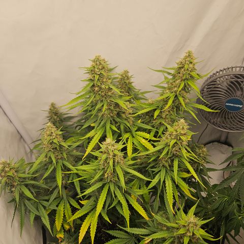 Ice Cream Cake Automatic growlog timeline photo