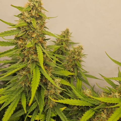 Ice Cream Cake Automatic growlog timeline photo