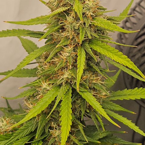 Ice Cream Cake Automatic growlog timeline photo