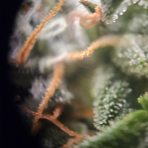 Ice Cream Cake Automatic growlog timeline photo