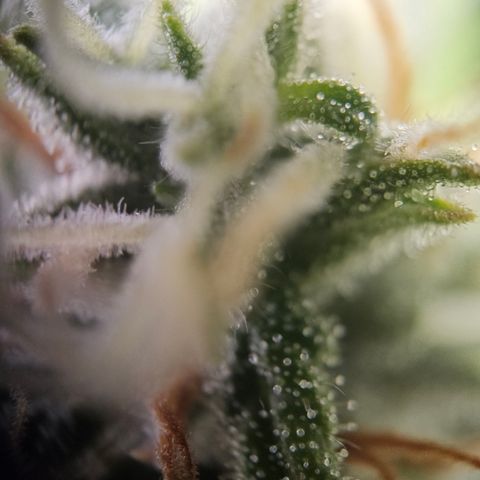Ice Cream Cake Automatic growlog timeline photo