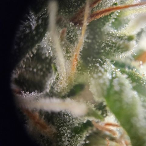 Ice Cream Cake Automatic growlog timeline photo