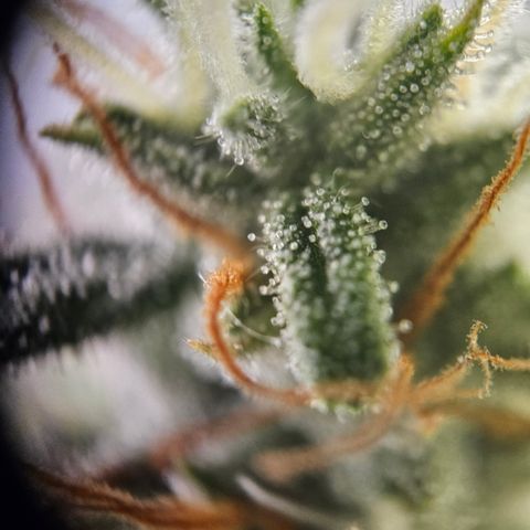 Ice Cream Cake Automatic growlog timeline photo
